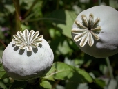 https://upload.wikimedia.org/wikipedia/commons/thumb/2/2e/Opium_poppy_mohnkapsel.jpg/1280px-Opium_poppy_mohnkapsel.jpg